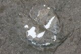 Rare, Fossil Horseshoe Crab (Euproops) Pos/Neg - Mazon Creek, Illinois #68936-2